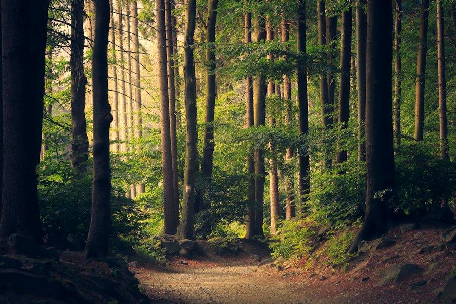 Sendero en un bosque iluminado